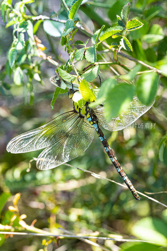 雄性南方小贩(Aeshna cyanea)在树枝上吃一只蝴蝶。